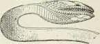 Fig 191 Tête du serpent LE VÊTEMENT sait apercevoir audessous sa - фото 473