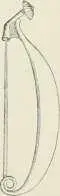 Fig Fibules antiques Fig iW ment Néanmoins comme les voiles et les - фото 481