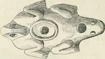 Fig 112 Lampe en forme de grenouille Les potiers affectaient quelquefois - фото 676