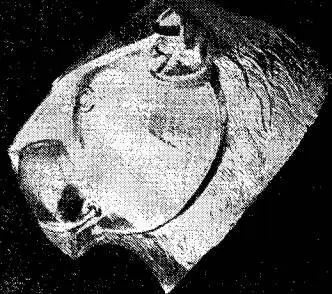 Золотой ритон в виде головы льва Из погребения в Микенах Около XVI н до н - фото 10