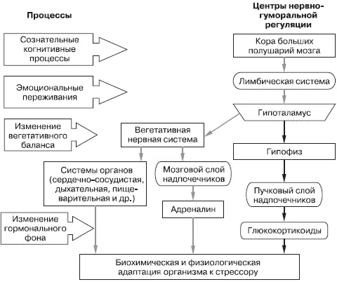 Рис 3 Схема нервногуморальных процессов происходящих в организме человека - фото 3