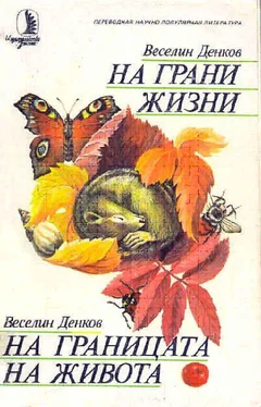 Веселин Денков На грани жизни обложка книги