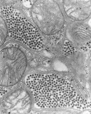 Lisa leaned closer studying the pockets of tiny particles densely packed into - фото 8