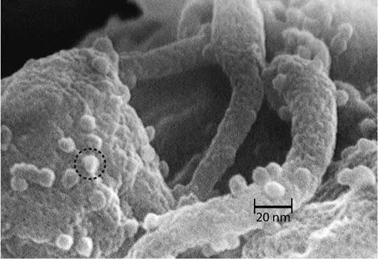 The new picture revealed individual viruses attached to branching muscle - фото 9