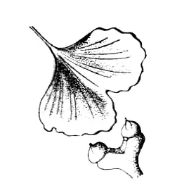 Гинкго двулопастное до конца XVII века неизвестное европейцам представляет - фото 2