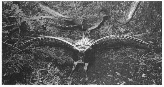 Animals sometimes exploit specific spatial and environmental elements in their - фото 3