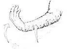 A DESCRIPTION Arm is extended and raised till about head level with palm - фото 17