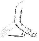 DESCRIPTION Both arms wave or open out from body MEANING Spread your legs - фото 21