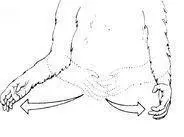 Researchers studying the Bonobo gestural system have suggested that the more - фото 22
