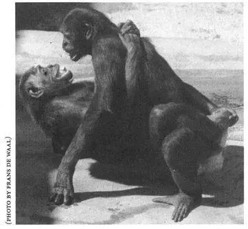 Most biologists are not as candid as Valerius Geist who in Mountain Sheep and - фото 28