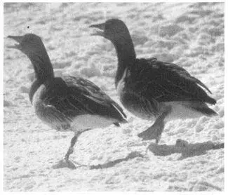 Often only one animal in a samesex interaction is classified by scientists as - фото 31