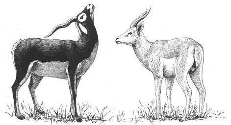 Are these often subtle differences actually perceptible to the animals - фото 33