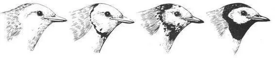 Even in species where some individuals clearly are tricked into samesex - фото 34