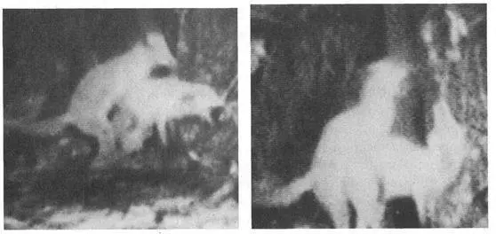 Even for species that are not difficult to observe enormous time must still be - фото 35