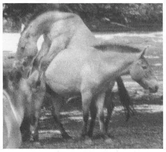 Consider the example of communal breeding systems this form of social - фото 36