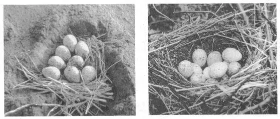 Furthermore there are several different forms of samesex parenting among - фото 38
