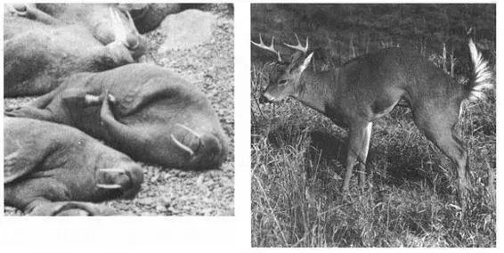 Masturbation in female mammals as well as heterosexual and homosexual - фото 39