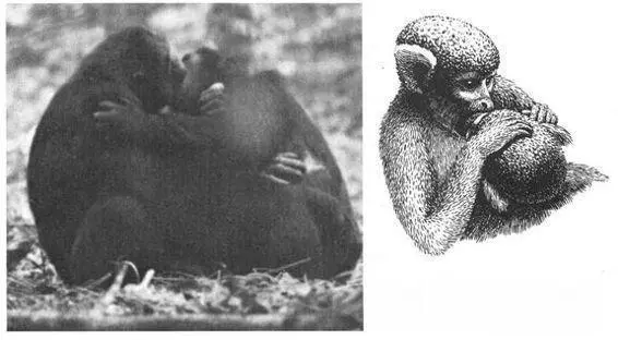 Chapter 6 A New Paradigm Biological Exuberance What causes homosexuality - фото 40