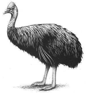 The Sambia for instance consider all cassowaries to be masculinized - фото 42