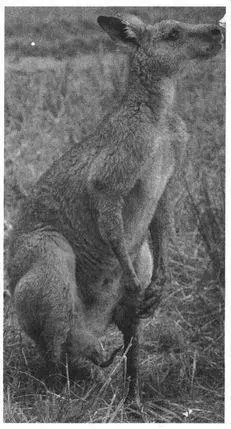 One particularly remarkable type of mosaic is called a gynandromorph an animal - фото 44