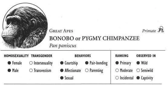 IDENTIFICATION Similar to the Common Chimpanzee but more slender and with - фото 45