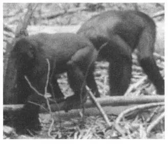 A male Bonobo mounting another male from behind Genital stimulation between - фото 47