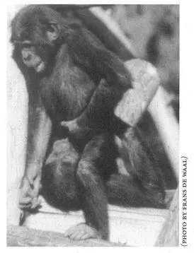 Females may have multiple sexual partners In one troop containing ten females - фото 49