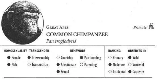 IDENTIFICATION The familiar small ape with black gray or brownish fur - фото 51