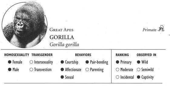 IDENTIFICATION A massive ape adult males generally weigh over 300 pounds - фото 52