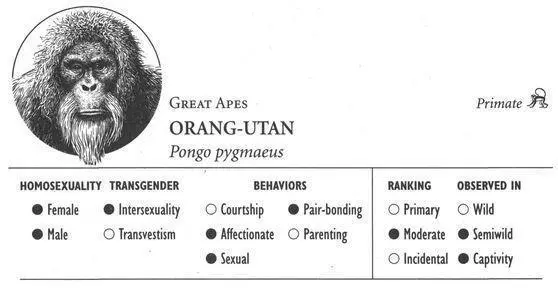 IDENTIFICATION A mediumsized ape adult males generally weigh around 170 - фото 54