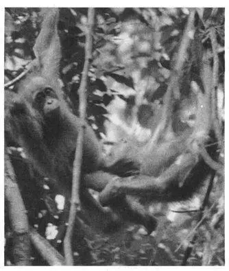 Homosexual interactions sometimes also occur between male Orangs and - фото 55