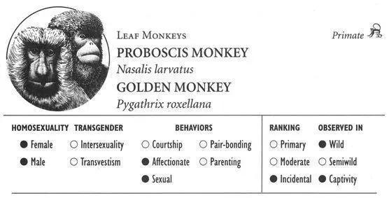 PROBOSCIS MONKEY IDENTIFICATION A longtailed monkey with a reddish orange to - фото 59
