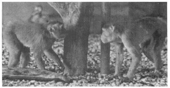 Sexual activity usually involves one female mounting the other either in the - фото 62