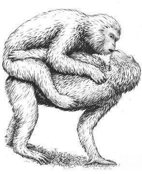 Frequency Homosexual activity is common in Stumptail Macaques accounting for - фото 65