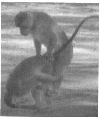 Frequency Homosexual mounting is very common in male Bonnet Macaques In some - фото 67