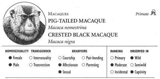 PIGTAILED MACAQUE IDENTIFICATION A mediumsized monkey up to 30 pounds in - фото 68