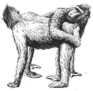 Orientation Most Pigtailed Macaques are probably bisexual engaging in both - фото 69