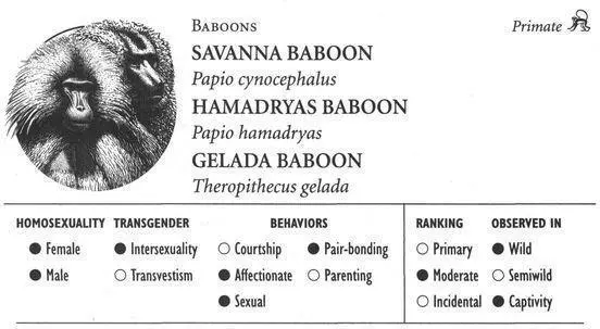 SAVANNA BABOON IDENTIFICATION The familiar baboon with variable coat color - фото 70
