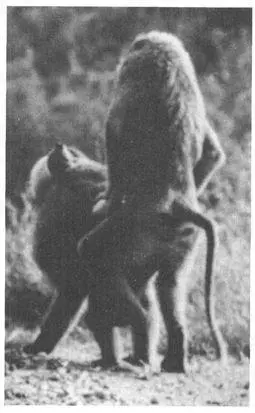 In Savanna Baboons homosexual mounting occurs in a variety of contexts - фото 71