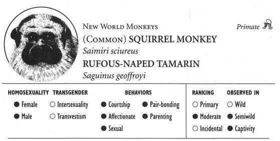SQUIRREL MONKEY IDENTIFICATION A small 914 inch monkey with a long tail a - фото 73