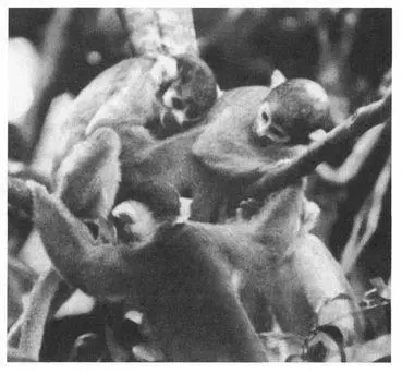 A male Squirrel Monkey right performing a genital display toward another - фото 74