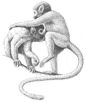 Homosexual mounting sometimes occurs between male Squirrel Monkeys especially - фото 75