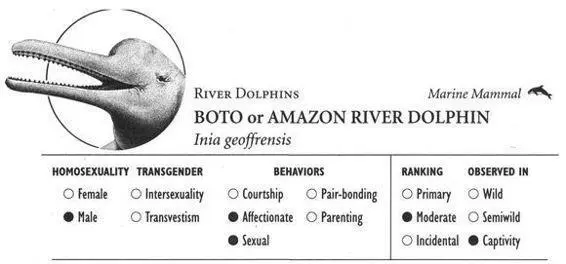 IDENTIFICATION An 8footlong dolphin with a long toothed beak and light blue - фото 77