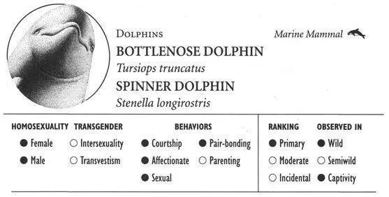 BOTTLENOSE DOLPHIN IDENTIFICATION The familiar gray 1013footlong dolphin - фото 80
