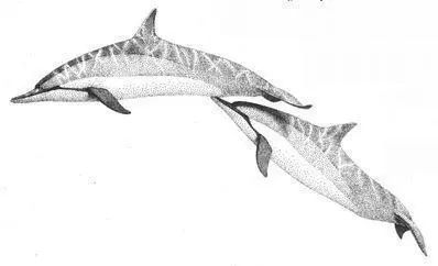Homosexual copulation in Bottlenose Dolphins the male in an upsidedown - фото 81