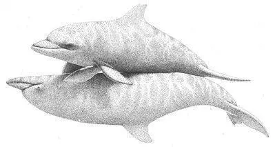 Male Bottlenose Dolphins often form lifelong pairbonds with each other - фото 82