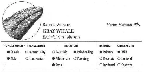 IDENTIFICATION A baleen whale fringed plates in the mouth are used to filter - фото 85