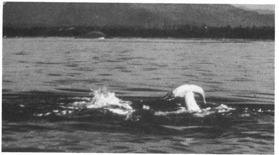 Gray Whales also frequently form samesex companionships pairs and trios that - фото 86