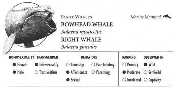 BOWHEAD WHALE IDENTIFICATION A black 5065foot whale with a huge head and - фото 87