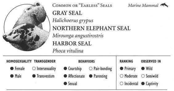 GRAY SEAL IDENTIFICATION A large seal up to 7 feet in males with an - фото 89